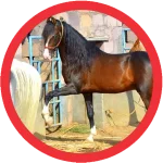 Equine