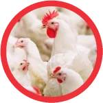 Poultry
