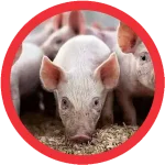 Swine