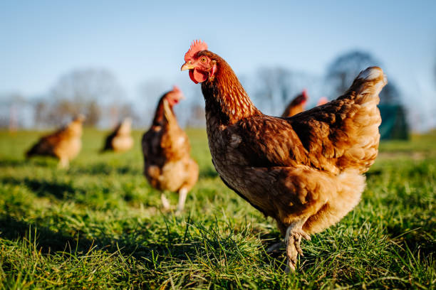 Poultry