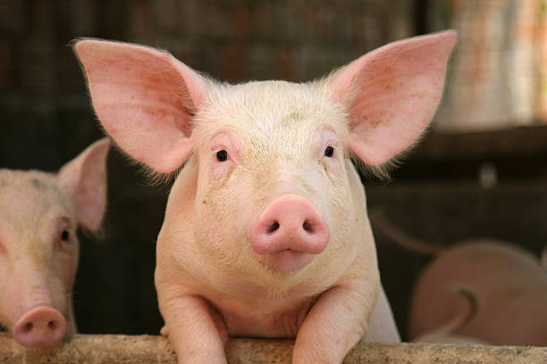 Swine