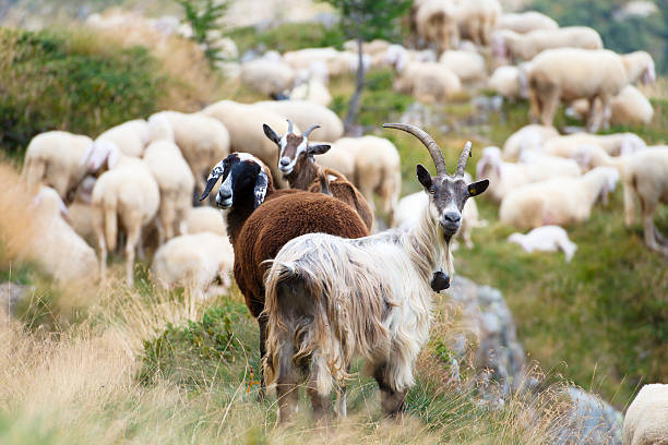 Goat and Sheep