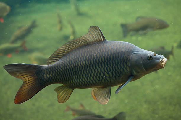 Fisheries